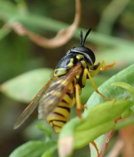 Chrysotoxum verralli